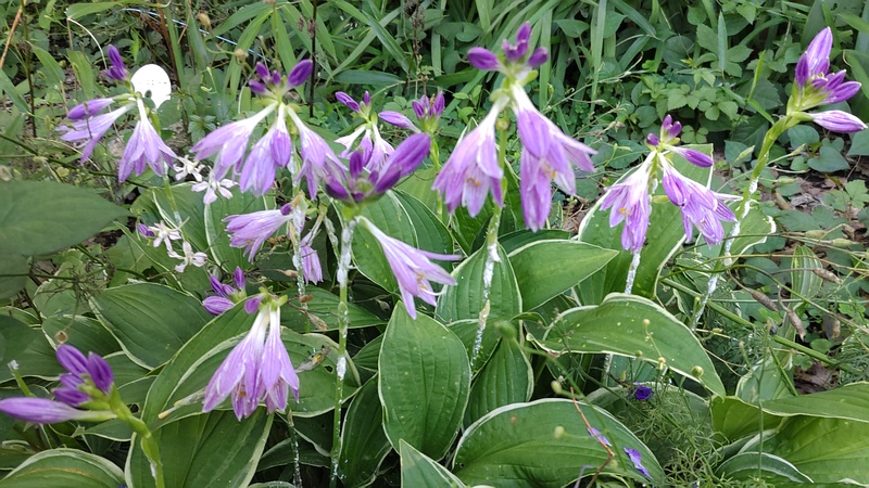 オオバギボウシ 横浜市旭区希望が丘水の森公園