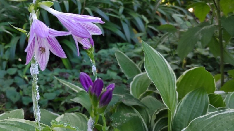 オオバギボウシ 横浜市旭区希望が丘水の森公園
