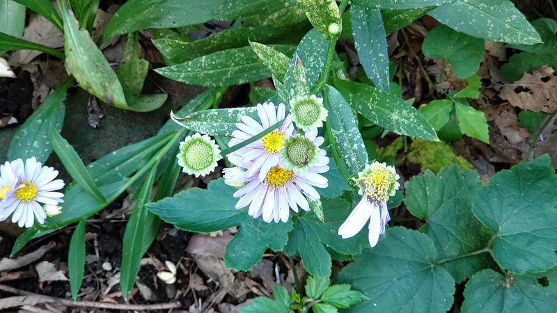 カントウヨメナ 横浜市旭区希望が丘水の森公園