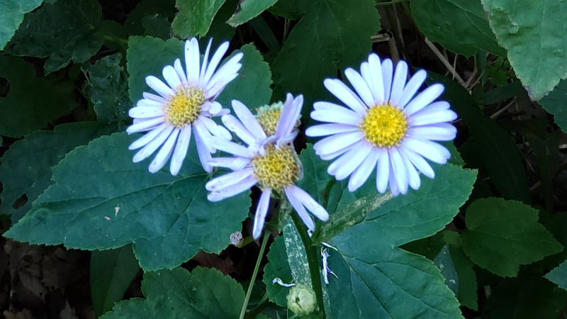 カントウヨメナ 横浜市旭区希望が丘水の森公園