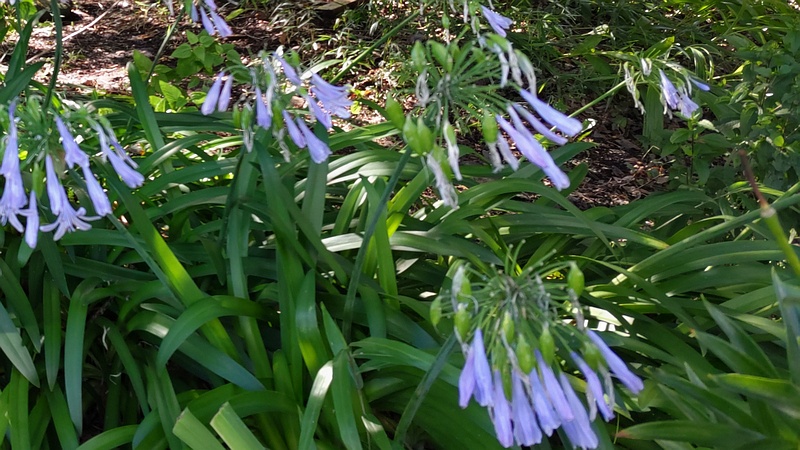 ムラサキクンシラン 横浜市旭区希望が丘水の森公園