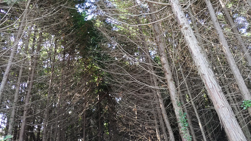 ヒノキ 横浜市旭区希望が丘水の森公園