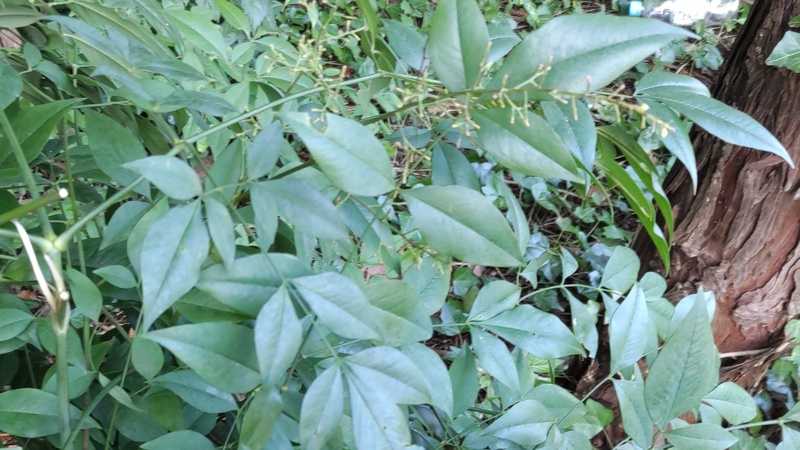 ナンテンの果実 横浜市旭区希望が丘水の森公園