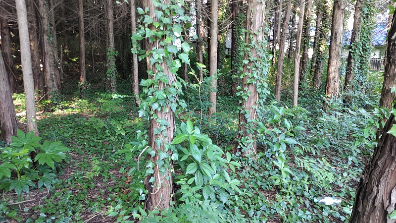 ヒノキとキヅタ 横浜市旭区希望が丘水の森公園