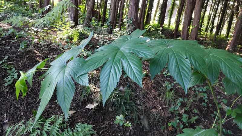カジイチゴ 横浜市旭区中希望が丘