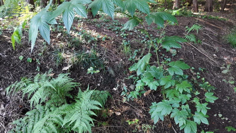 カジイチゴ 横浜市旭区中希望が丘