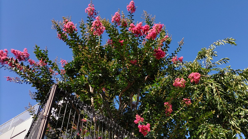 サルスベリ 横浜市旭区中希望が丘