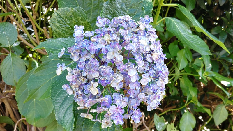 ウズアジサイ 横浜市旭区中希望が丘