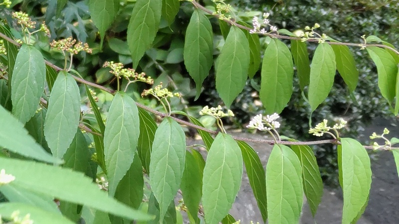 コムラサキの花 横浜市旭区中希望が丘
