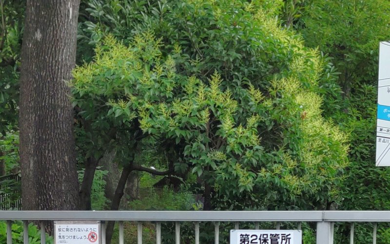 入口反対側のトウネズミモチ 東京都大田区平和の森公園