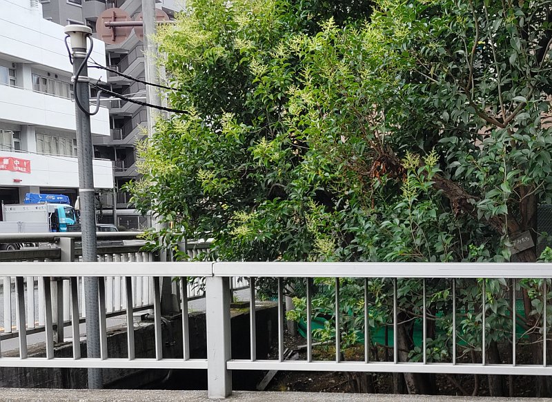 ポールとトウネズミモチ 東京都大田区平和の森公園