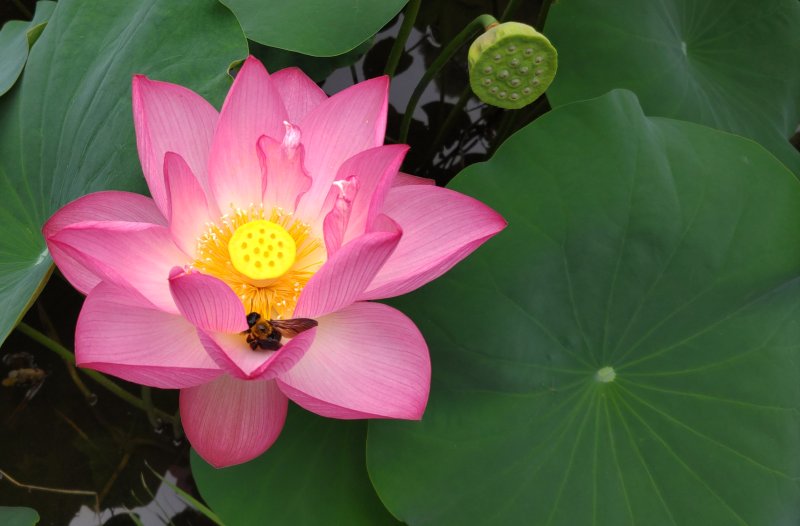 ハスとキムネクマバチ 東京都大田区平和の森公園