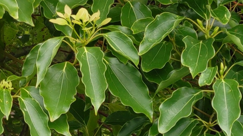 クスノキの新芽 東京都大田区平和島公園