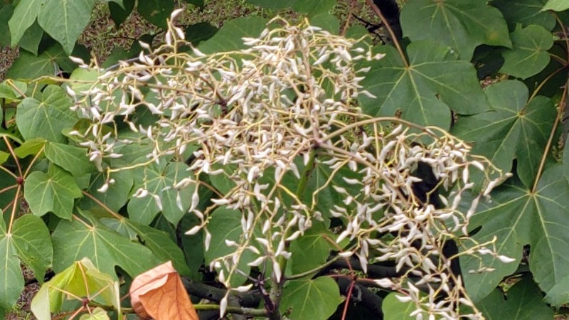 アオギリの果実 東京都大田区平和島公園
