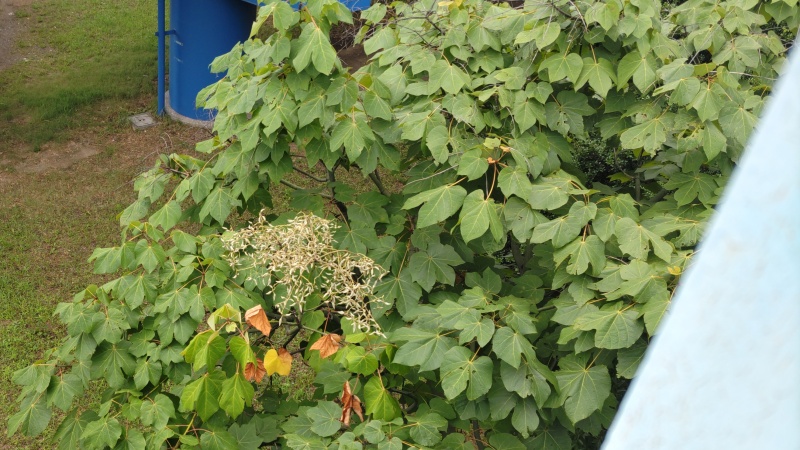 アオギリの果実 東京都大田区平和島公園