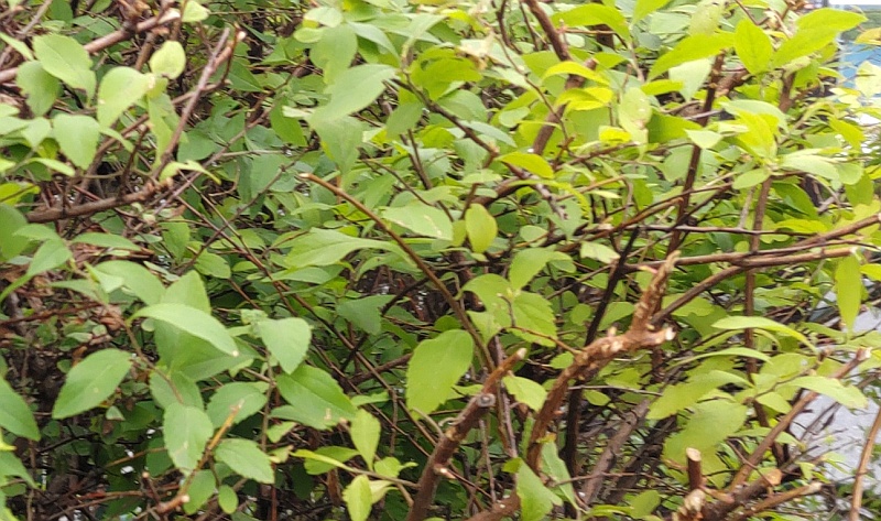 ユキヤナギの枝と葉 東京都大田区大和大橋