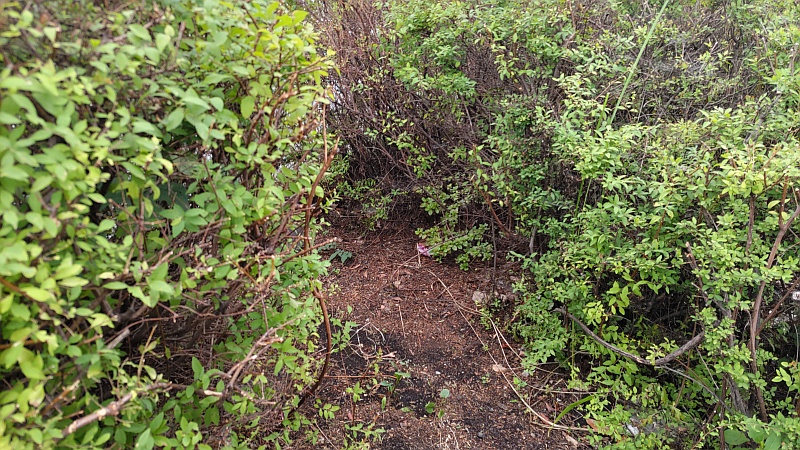 剪定後のユキヤナギ 東京都大田区大和大橋