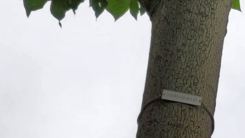 アオギリのナンバープレート 東京都大田区平和島