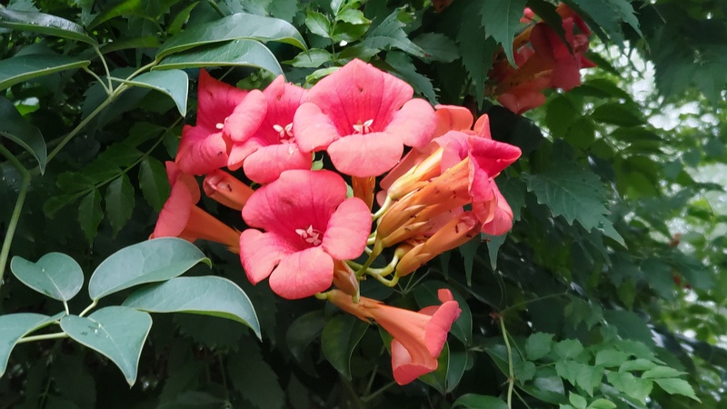 アメリカノウゼンカズラ 東京都大田区平和島公園