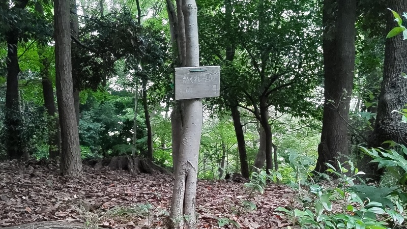 カクレミノ 東京都大田区平和の森公園