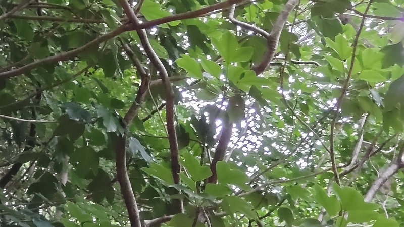 カクレミノ 東京都大田区平和の森公園