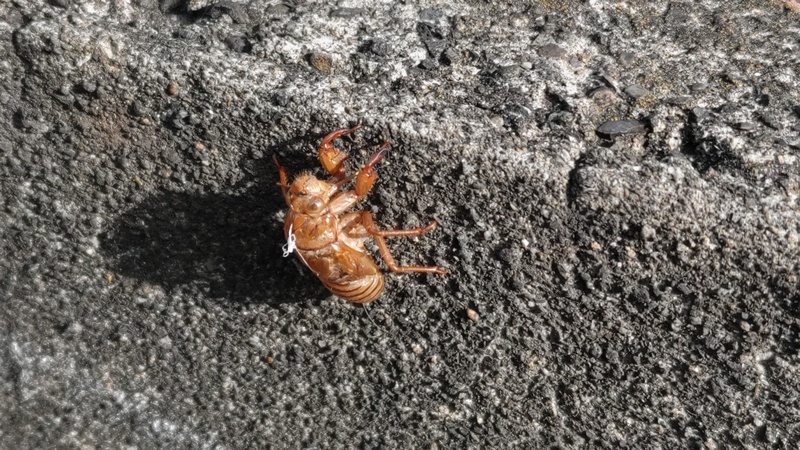 都大橋からの歩道橋下のアブラゼミの抜け殻 東京都大田区平和島公園