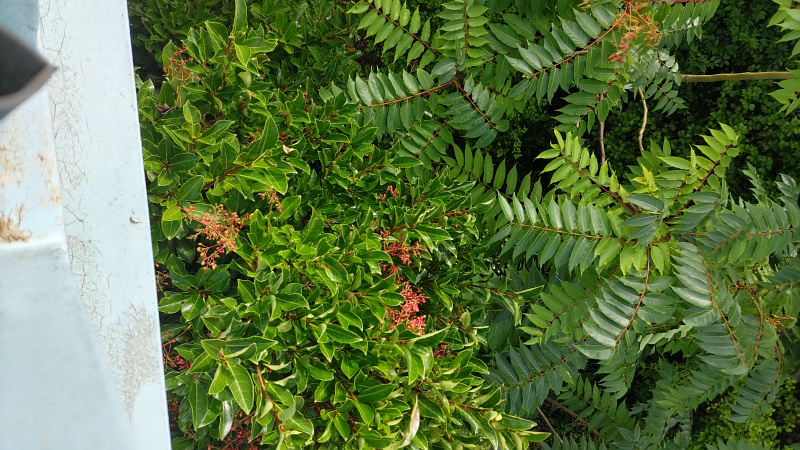 サンゴジュとニワウルシ 東京都大田区平和島公園