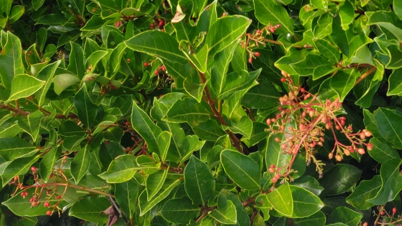 サンゴジュの果実 東京都大田区平和島公園