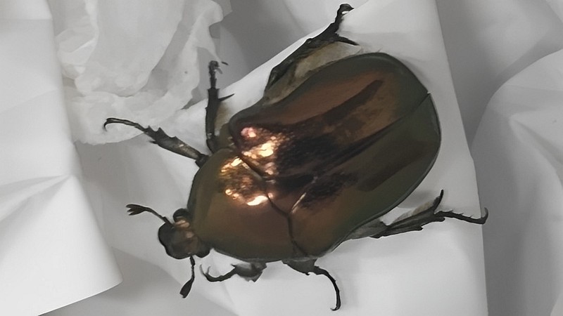 大和大橋で捕まえたリュウキュウツヤハナムグリ 東京都大田区東海