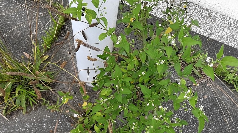 イヌホオズキの花と果実 東京都大田区大和大橋