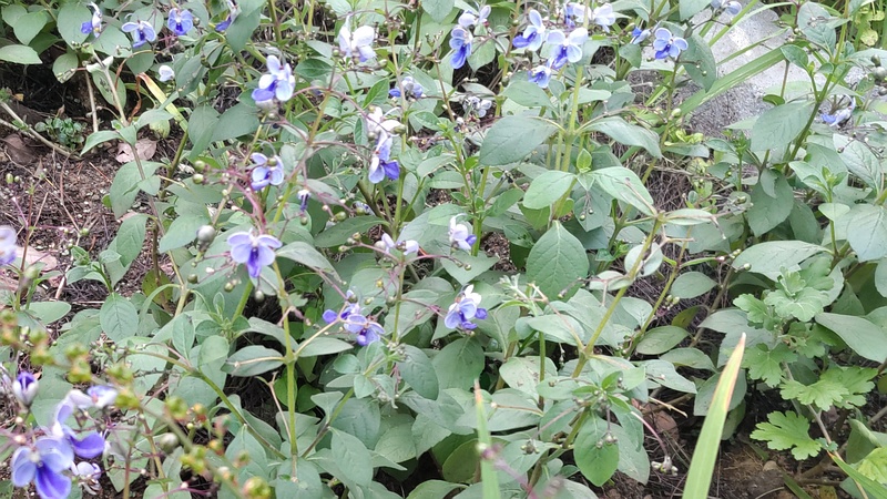 クレロデンドルム・ブルーウィング 東京都大田区平和島公園