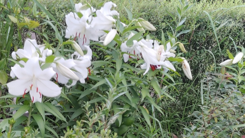 カサブランカ 東京都大田区平和島公園