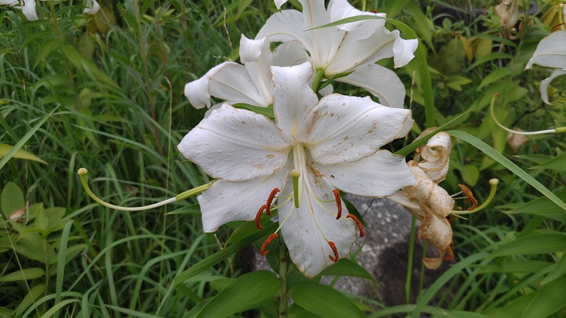 カサブランカ 東京都大田区平和島公園
