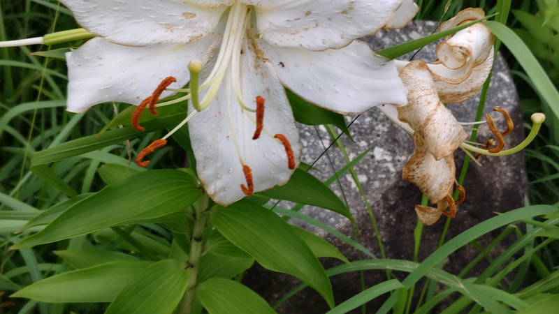 カサブランカ 東京都大田区平和島公園