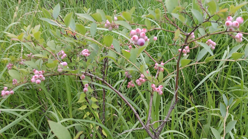 ブルーベリー 東京都大田区平和島公園