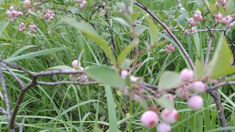 ブルーベリー 東京都大田区平和島公園