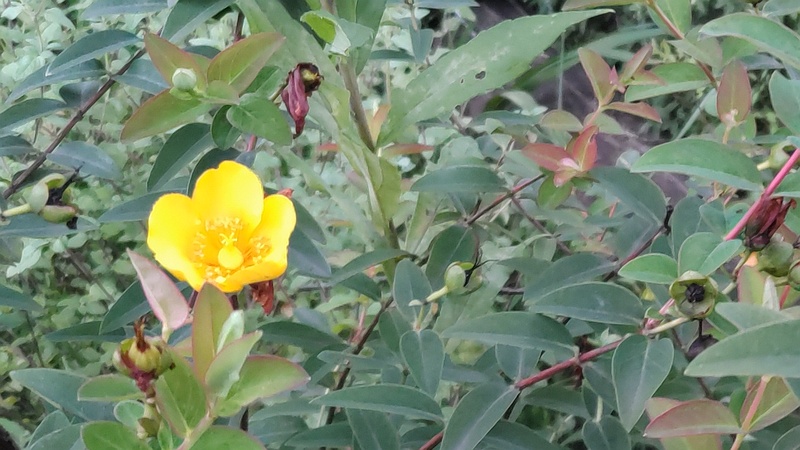 キンシバイの花と果実 東京都大田区平和島公園