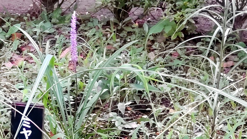 ヤブランの花 東京都大田区平和島公園