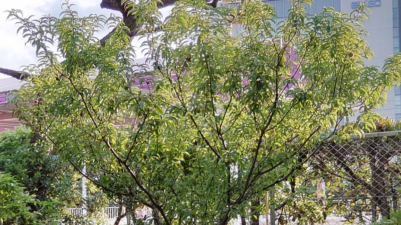 ハナモモ 東京都大田区平和島公園