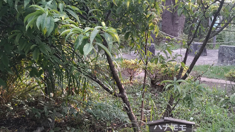 ハナモモ 東京都大田区平和島公園