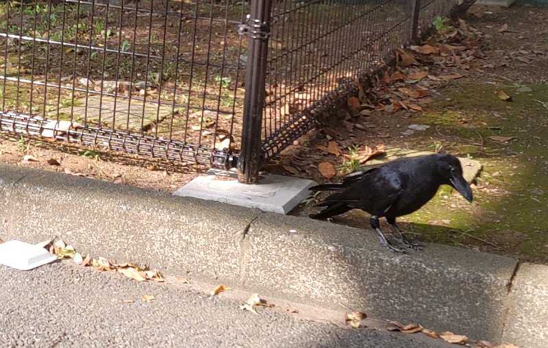 ハシブトガラス 東京都大田区平和の森公園