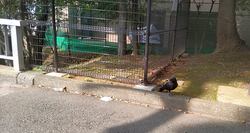 公園入口に降り立ったハシブトガラス 東京都大田区平和の森公園