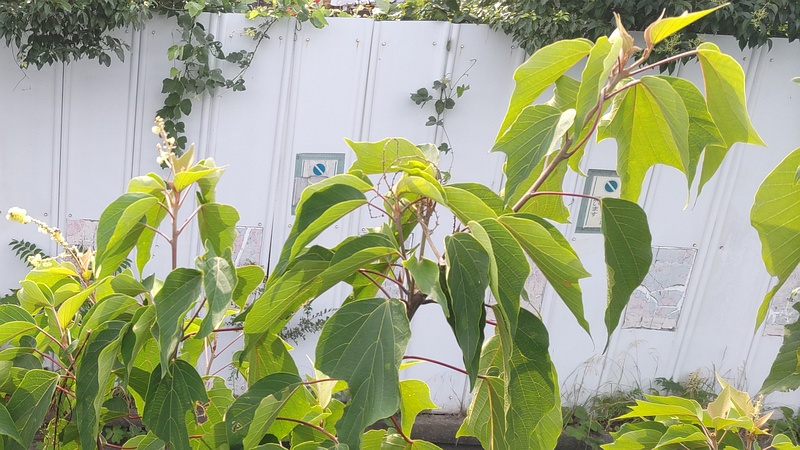 アカメガシワの雄花 東京都大田区平和島公園