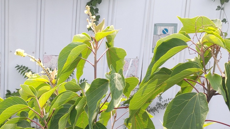 アカメガシワの雄花 東京都大田区平和島公園