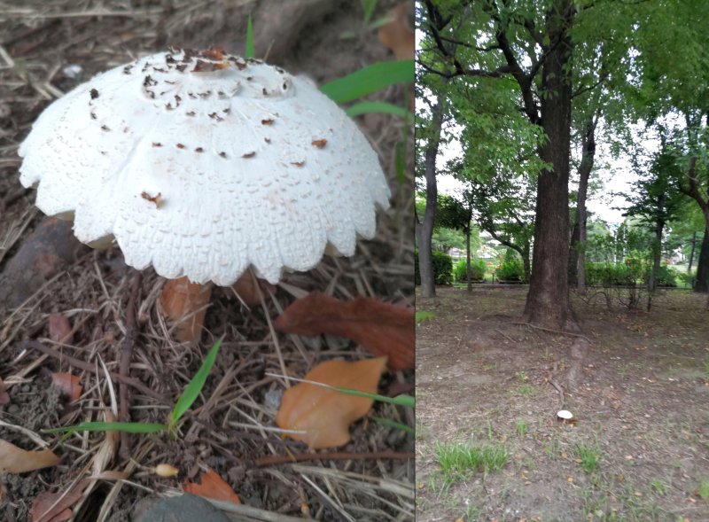 クスノキの根本に生えるオオシロカラカサタケ 東京都大田区平和島公園