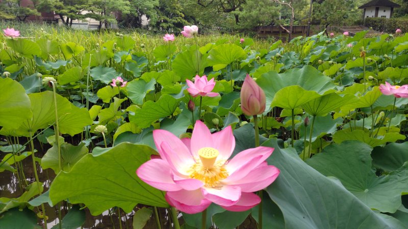 ひょうたん池のハス 東京都大田区平和の森公園