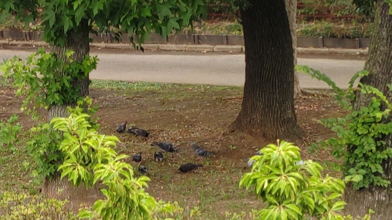クスノキの根元でドバトやムクドリが食事中 東京都大田区平和島公園