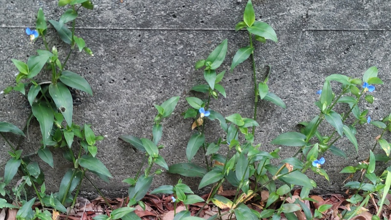 ツユクサ 東京都大田区平和島