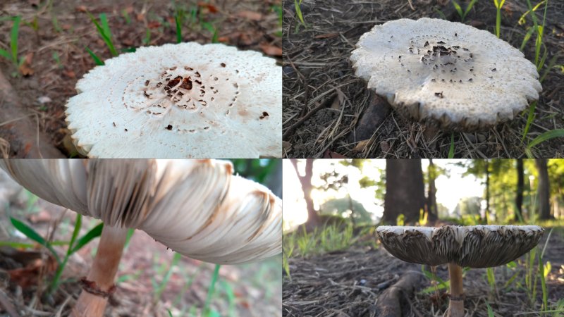 オオシロカラカサタケ 東京都大田区平和島公園