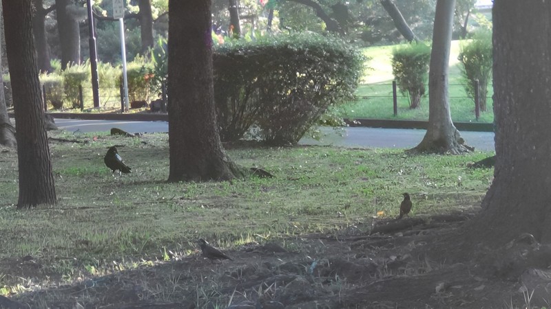 クスノキ並木のムクドリ 東京都大田区平和島公園